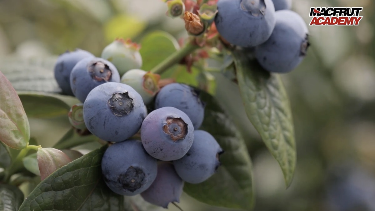 Macfrut Blueberry 1.jpg